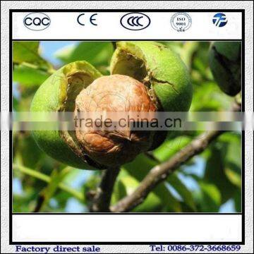Commercial Green Walnut Peeling And Washing Machine/Walnut Peeling Machine For Green Walnut photo-2