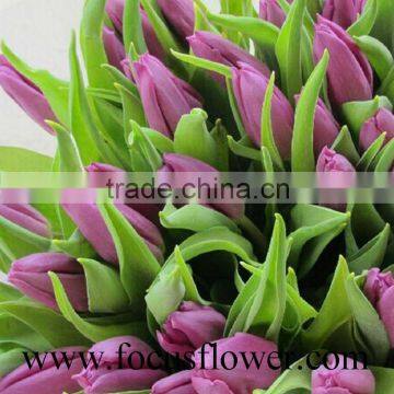Good Smell Bulb Type Flower Tulip Peonies Cut Flowers From Kunming photo-3