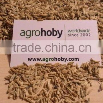 Fennel Seed Kernel best quality fennel price