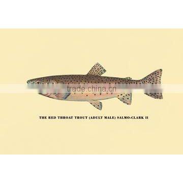 The Red Throat Trout 12x18 Giclee on canvas