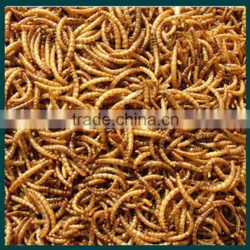 Wholesale yellow mealworm