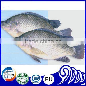 Frozen Tilapia Fish Seafood