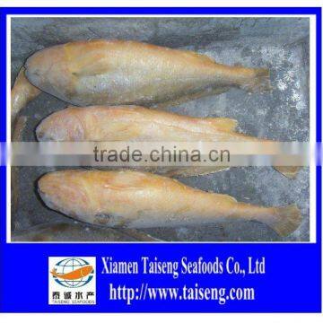 Big Size IQF Frozen Whole Round Yellow Croaker