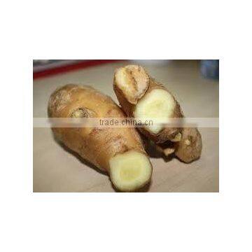 FRESH GINGER WITH BEST PRICE