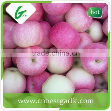 Shaanxi fresh royal gala apples for sales