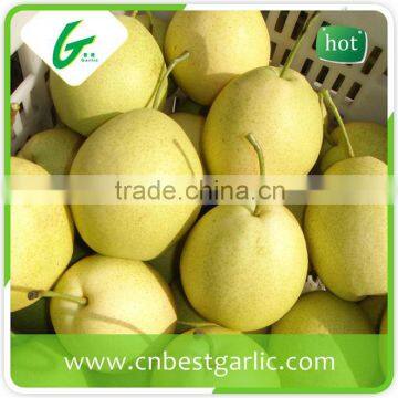 Bulk fresh shandong pear