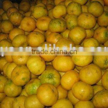 nanfeng orange