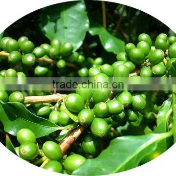 Hot-sale Green Coffee Bean Coffea Arabica Extract With Total Chlorogenic Acid 60% photo-2