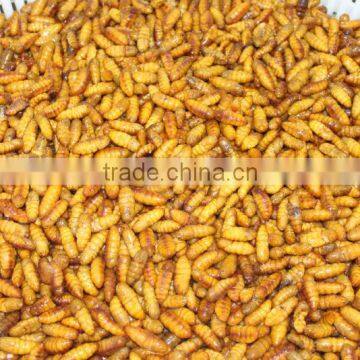 Fresh material frozen silkworm in good price