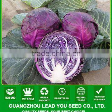 JC07 Rose cabbage seeds with high yield vegetable seed, Chinese cabbage seed