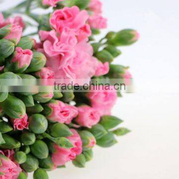 Natural real touch different types of fresh carnation plants made in China