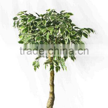 Supply Artificial Wood Bonsai Tree photo-2