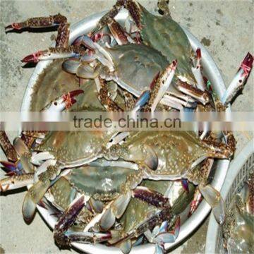 IQF chilled sea blue swimming crabs for global market