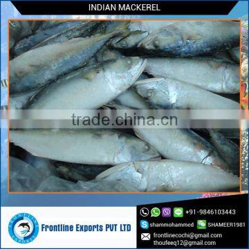 High Quality Dried Mackerel Fish for Sale at Best Price