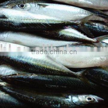 Frozen Pacific Mackerel,