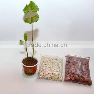 Magic Egg With Abundant Faces With Customized Magic Bean With Tray photo-5