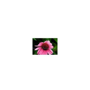 Echinacea Purpurea Extract/Cichoric Acid