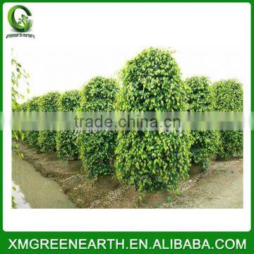 Ficus benjamina tower shape (2)