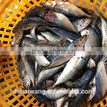 B grade frozen horse mackerel from China