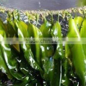 High swelling machine Seaweed Kelp Supplier Fuzhou Fujian China