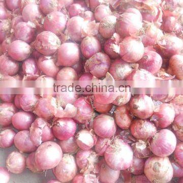 2015 New Crop Good Quality of the Onion photo-3