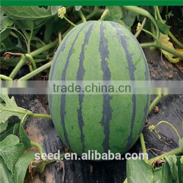 Scarlet Excellent quality and Thick-skinned Watermelon seeds