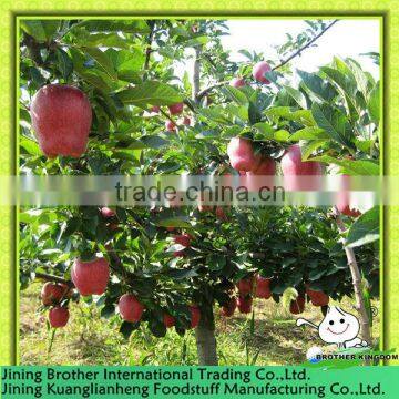 20kg carton huaniu apple