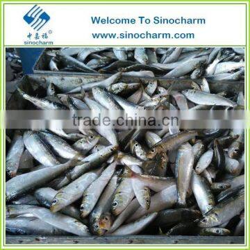 FROZEN SARDINE FISH WHOLE ROUND BAIT FISH photo-2