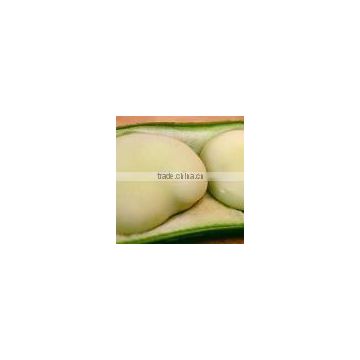 chinese broad bean