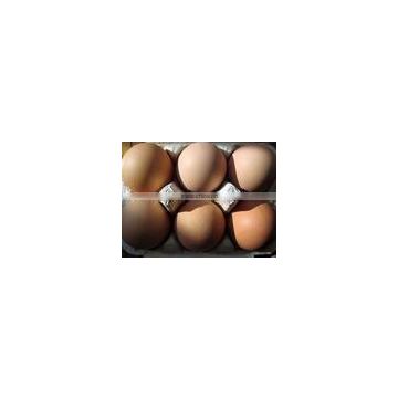 offer Customs Clearance and shipping Services for Eggs and Dairy Products