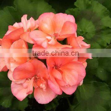 Pelargonium hortorum vegetative (Geranium)