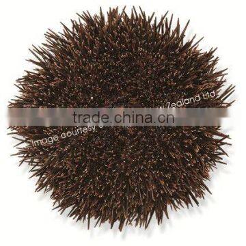 New Zealand Sea Urchin