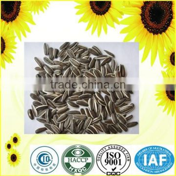 Natural Style sunflower seeds 363 with long shape