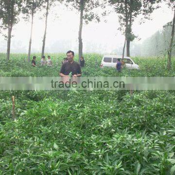 Upright Cluster Hot Pepper/Chilli Seed Uranus No.3 photo-6