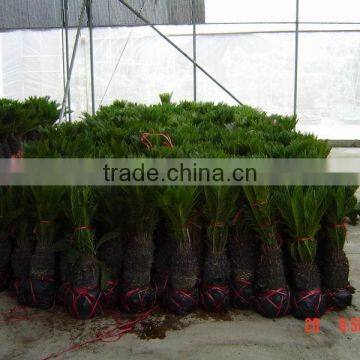 Cycas revoluta plants