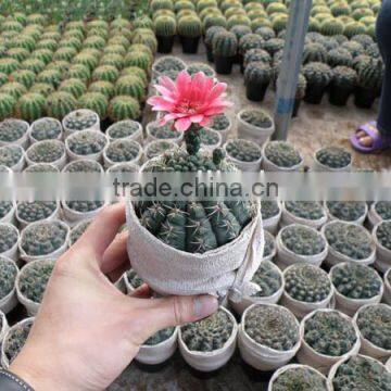 ungrafted cactus,Gymnocalycium Haldianum