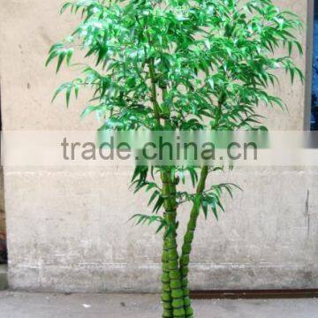 2016 Indoor Bonsai Trees Bonsai Plant Sale Bonsai Plants Bamboo photo-2