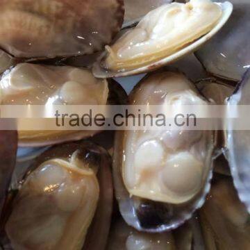 wholesale frozen seafood short necked clam IQF frozen China