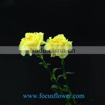 Promotional fresh picked flowers global distribution farms directly supply from China