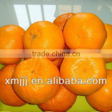 Citrus Fruits Orange Export Company photo-4