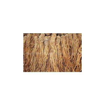 Angelica Root Extract