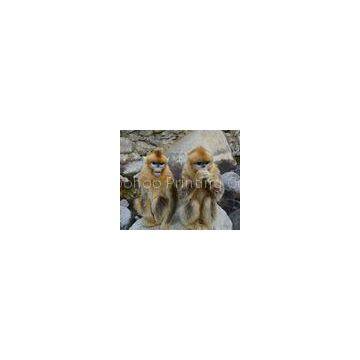 Animal House Pet Monkey 3D Lenticular Postcard Printing For Gift