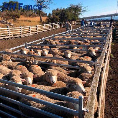 High-Visibility Solid Sheep Panel: Light-Colored, Reflective Surface Brightens Pens & Improves Working Safety