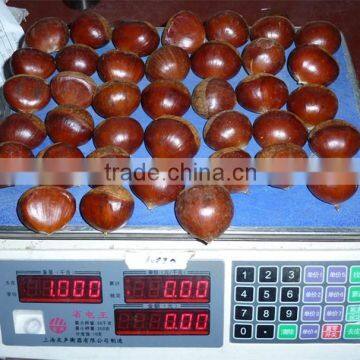 Fresh Chinese Chestnut