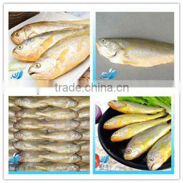 FROZEN YELLOW CROAKER FISH(SEAFOOD)