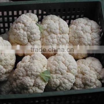 2016 new crop fresh cauliflower (chinese)