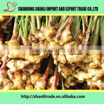 China Fresh Organic Ginger and Fresh Organic Garlic photo-3