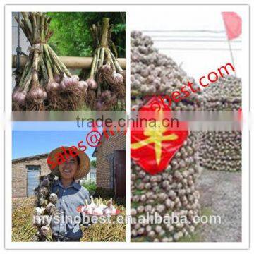 Wholesale High Quality Fresh Garlic