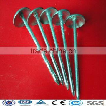 Galvanized Umbrella head Roofing Nails (factory)