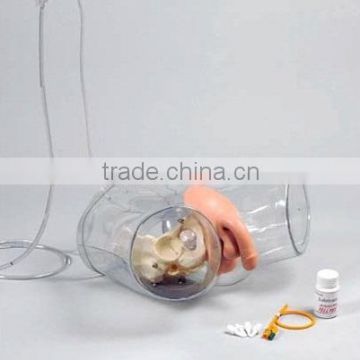 MCT-KN-014 015 Transparent Male Catheterization Model